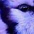 Blue Jay Fluffing Chest Feathers Shorts Viral Birds Colourfulbirds Bluejay Birdwatching Calm Relax
