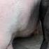 Watch What Friendship Does For A Depressed Pig The Dodo