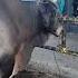 Amazing Ang Strongest Bibull Shortsvideo Fypシ Fypシ Viral Fypyoutube Fyp Fy Viralshort Viral