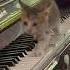 Piano Cat Catsoftiktok Fyp Foryou Catlover Cat Funnycat Usa