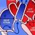 Cardiovascular System Song