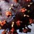 COVID 19 Cases Rising What S Behind The Sudden Spike In Asia Details