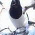 Сорока обыкновенная голос Eurasian Magpie Song Birds птицы Magpie Birdsounds сорока