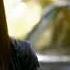 Vampire Diaries S1E06 Enjoy The Silence Anberlin