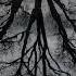 Tom Kristiaan Mourning Tree OFFICIAL VIDEO