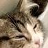 Небесная мелодия Cat кот