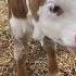 1 5 Tonna Simintal Molboqish Chorvabozori Chorvachilikuz Sigir Simuntal Bull Cow Simintal