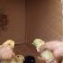 Horeee Anak Ayam Shinta Baru Menetas Lucu Dan Imut Our Chickens Are Hatching