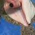 Top Quality Fresh Brill Fishmonger Brill Shorts
