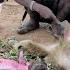 The ICONIC LIFE Last Hunter Gatherers Live Till Today In Tanzania Forest Survive In Forest