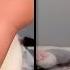 Cats Who Ruined Everything