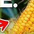 Are GMOs Actually Bad For You