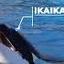 Kiska S Story The Tragic Tale Of The Loneliest Killer Whale In Captivity Animals Orca Captivity