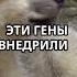 Великие Волки Вернулись