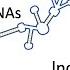 NcRNAs All Types Of Non Coding RNA LncRNA TRNA RRNA SnRNA SnoRNA SiRNA MiRNA PiRNA