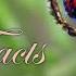 True Facts Mating Dance Of The Peacock Spider Feat Quinta Brunson