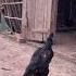О Шамони линя калуга Aseelmurga Ayam Chicken Rooster Dakan Birds Murga Fighter Oshamo Rec