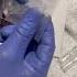Detecting Blood At A Crime Scene With Phenolphthalein Csi Dna Forensics Bloodstain