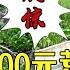 跟小胖合夥包下壹口2500元的荒塘 裏面到底有什麽 戶外 鄉村生活 新農人計劃 小飛哥 包塘