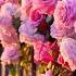The Most Beautiful Melody In The World You Can Listen To This Music Forever 71