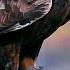 The Golden Eagle Master Of The Sky Free Documentary Nature