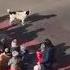 Stray Dog Turns Up To Help Pre School Children Cross Road Safely Every Day