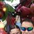 Capcut Waterapple Makopa Frutas Viralshort Shorts Fypシ Viral Trendingshorts Foryou Fyp