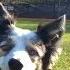 Take A Bow How To Teach Your Dog To Bow