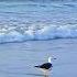 This Bird Is Not Lonely Oceantherapy Aesthetic Fypシ Sunrise Beach Oceanview Yt Beautiful