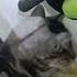 Hi My Friend Привет дружочек Wildnaturetv250 Animals Nature Cat котэ котики
