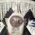 Tag LadyGaga So She Ll See Lady Doggo Ladygaga Meme Dogs Pets Abracadabra
