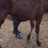 Horse Chorvabozori Chorvachilikuz Sigir Simuntal Bull Cow Molbozor Thehorse