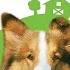 Opening And Closing To Lassie 1994 2021 Blu Ray