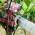 Best Method To Water Air Layer Using Injection Syringe