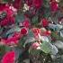 Do You Like Camellias Dutchbulbs