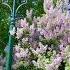 Москва цветущая в сирени Moscow Blooming In Lilac