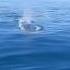 Whale Sounds Blue Whale Blow Hole 1