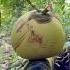 Unbelievable Sharp Knife Coconut Cutting Coconut Unbelievable Trendingshorts Youtubeshorts