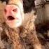 Cute Baby Cow Moo Mooing Sound Shorts Cute Animalsounds Sapi Funny Baby Short Inek India