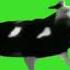 Dancing Polish Cow Green Screen