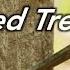 How To Kill A Tree Hack And Squirt