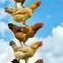 Chicken Dance Remix Rooster Chicken Song