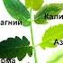 Симптомы нехватки и дефицита питания у томата У томата листья желтеют Чего не хватает томату