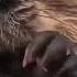 Studies Show That Watching A Beaver Eat Cabbage Lowers Stress By 17