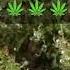 Strain Profile Super Lemon Haze