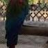 Звуки АРА Большого Попугая ARA Parrot Sounds