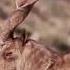 Markhor The Spiral Horned Climber Wildlifeentertainment Markhor Animals