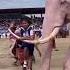 Pink Colour Elephant Me Baithi Ek Ladki Shortvideo Elephant