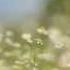 A Field Of Daisies
