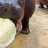 Omo Taste Tests A Head Of Lettuce